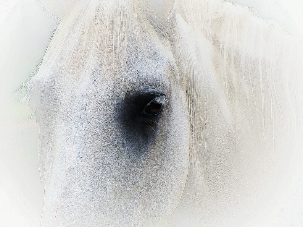 horse, face, portrait