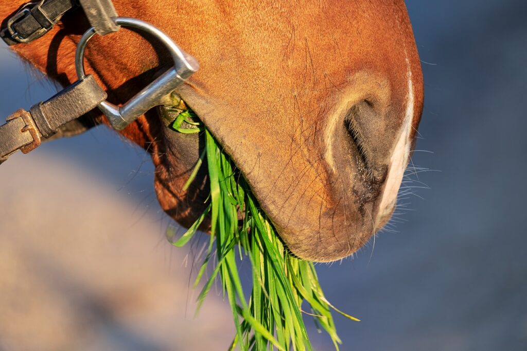 horse snout, nostrils, close up
