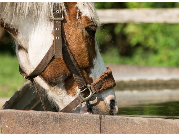 agua, El ingrediente más importante en la dieta del caballo.​