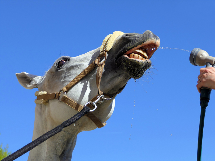 El agua en la dieta del caballo
