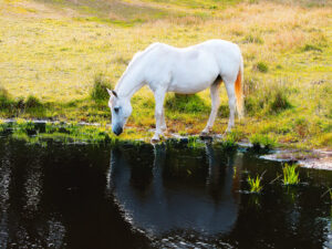 El agua en la dieta del caballo