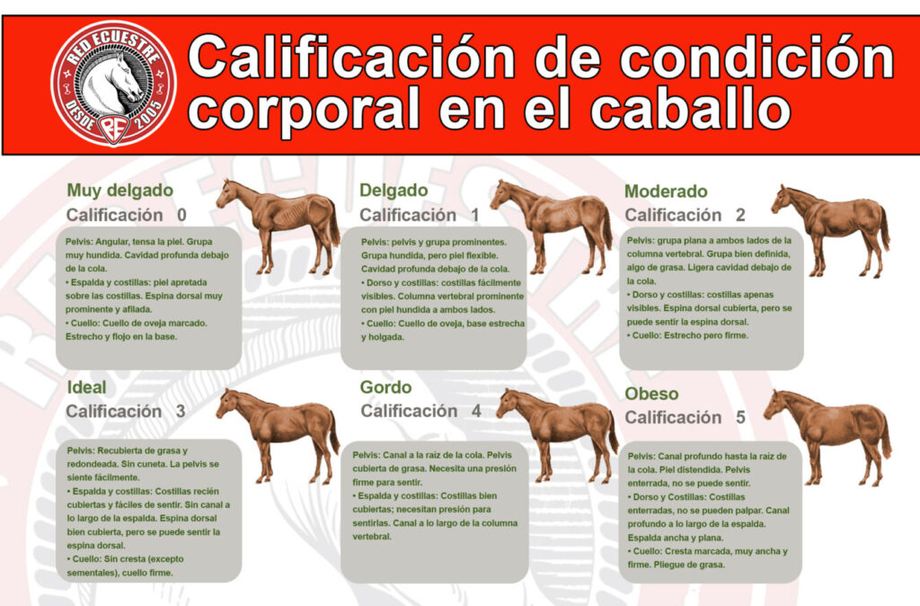 condición corporal del caballo red ecuestre