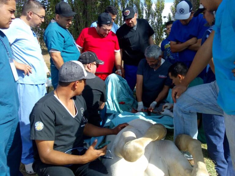 delegación Valle de Mexico AMVEE RED ECUESTRE