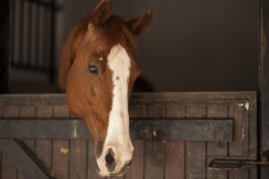 cuanto come un caballo según su nivel de trabajo