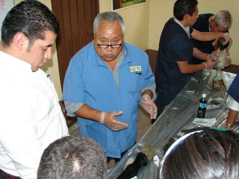 delegación Valle de México AMVEE RED ECUESTRE