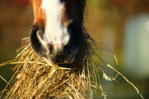 Principales forrajes para caballo y como evaluarlos