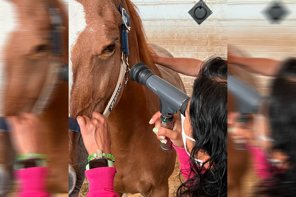 Examen clínico del ojo del caballo