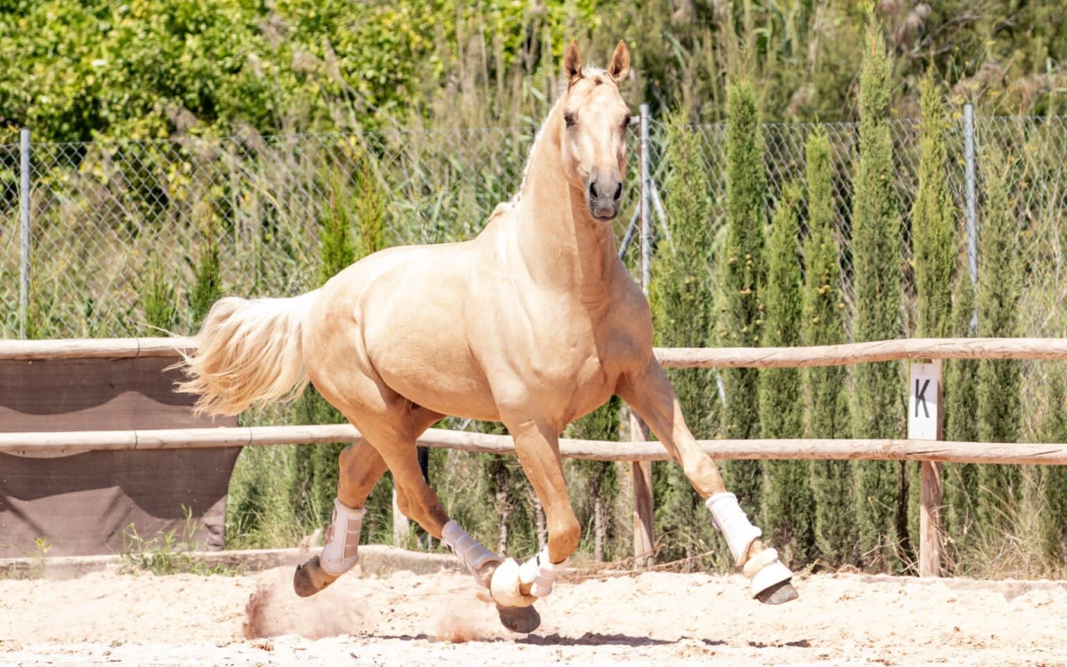 Caballo WarmBlood capa Palomino