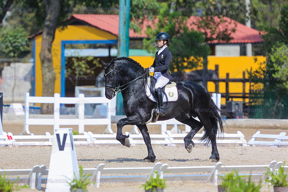 Evaluación del Tipo de Raza en caballos Frisones