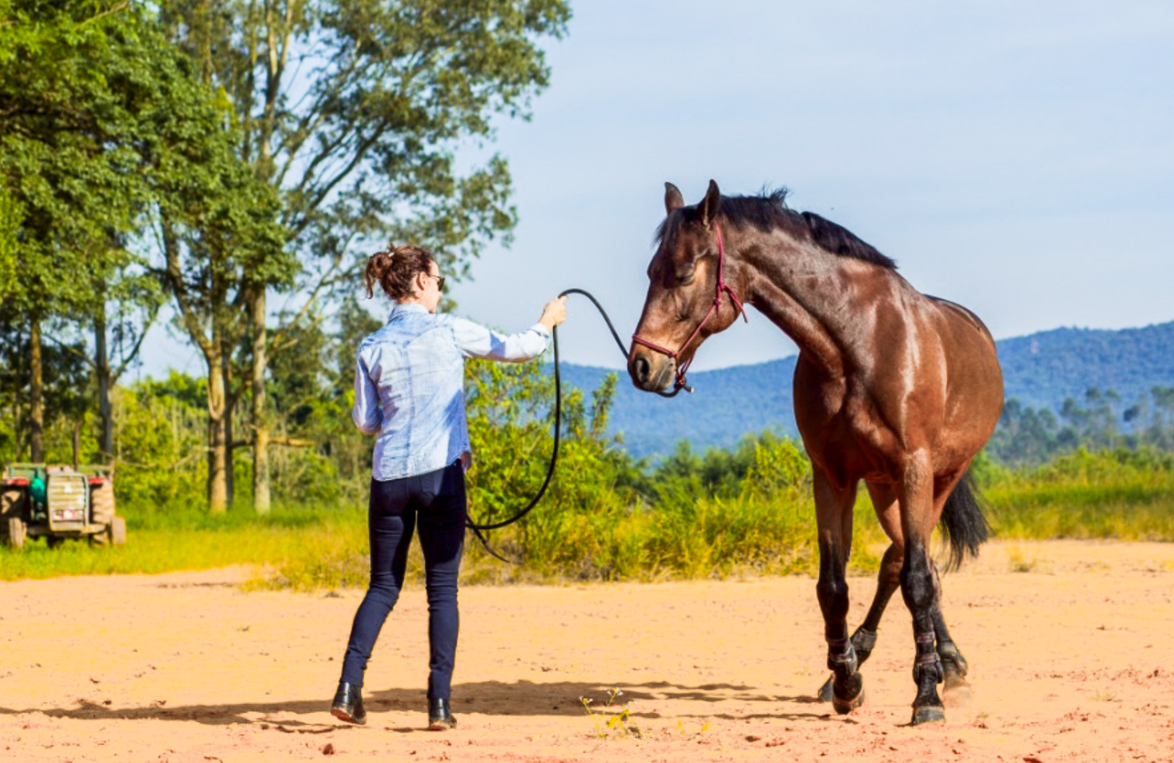 El Trabajo del Caballo