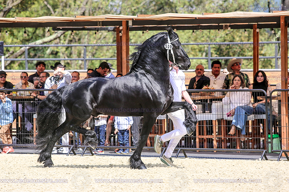 Show de sementales Sanro
