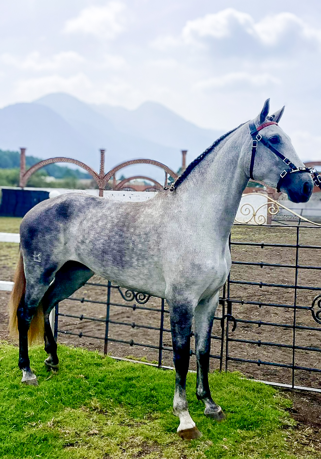 Potra Española - Imagen 3