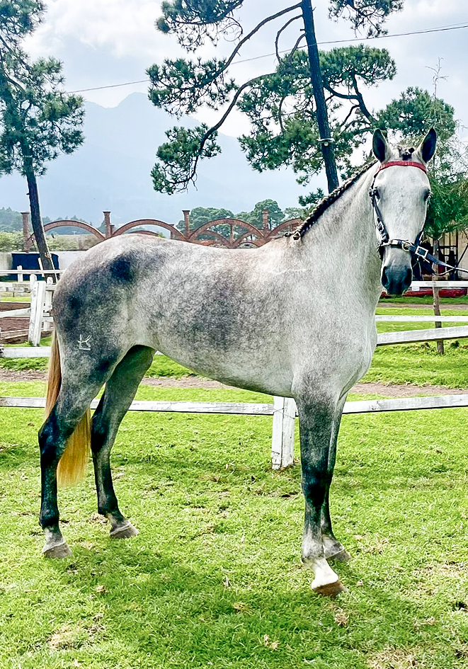 Potra Española - Imagen 2