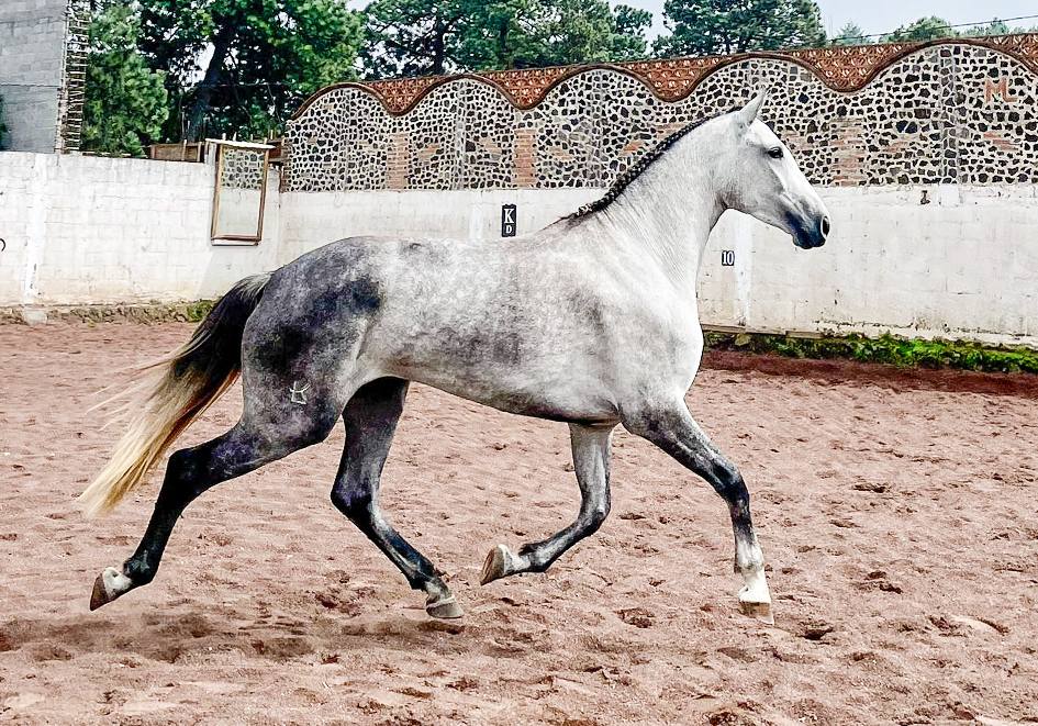 Potra Española - Imagen 4