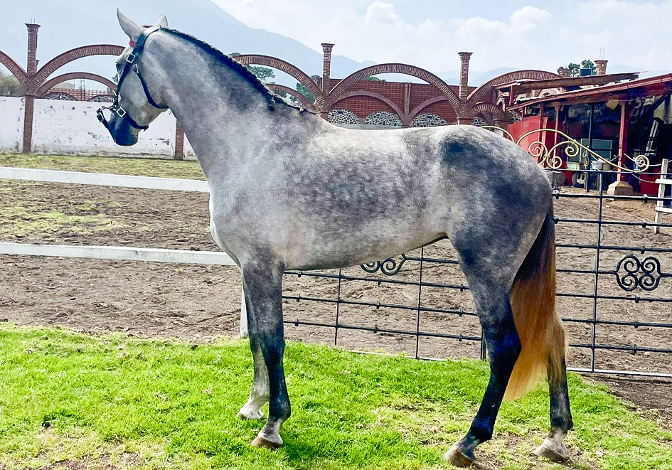 Potra Española - Imagen 6