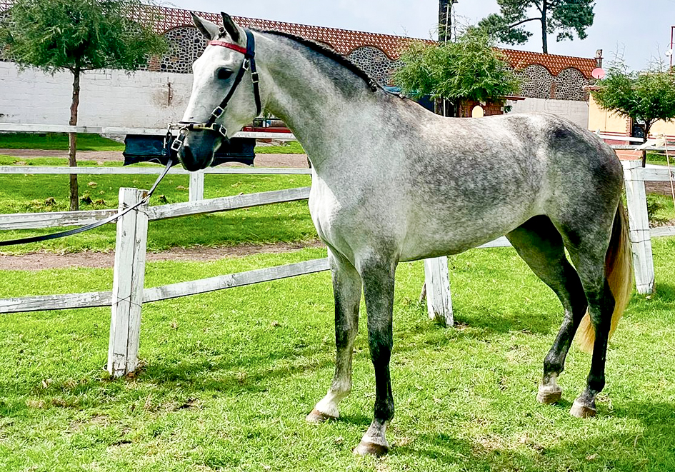 Potra Española - Imagen 5