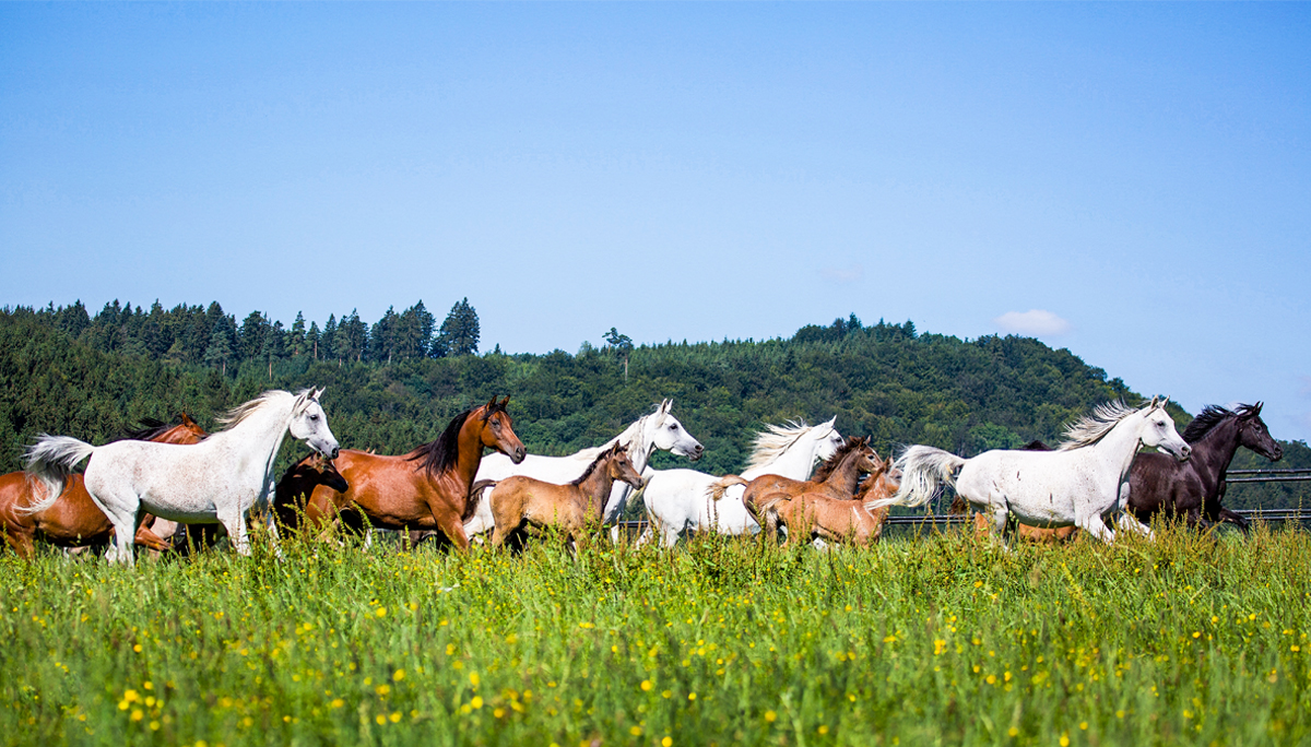 Manejo Reproductivo de la Yegua