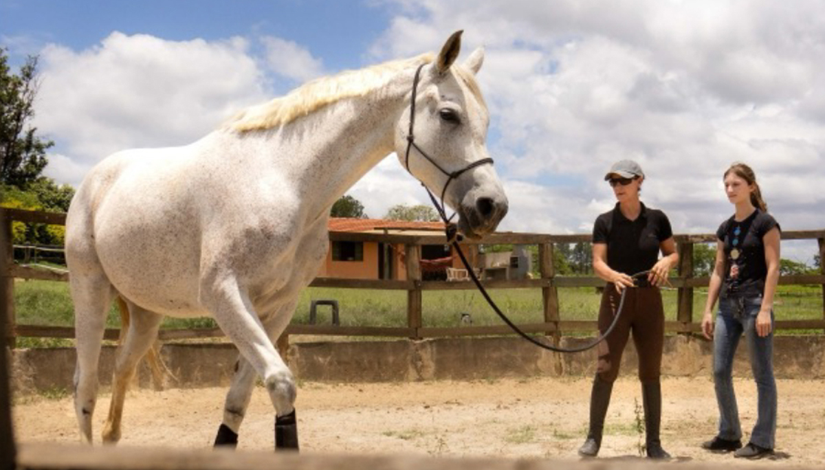 La primera clase en la equitación: comprender al caballo antes de montar