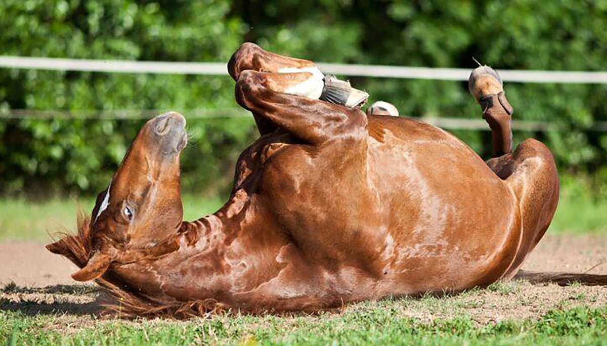 Qué hacer ante un cólico en caballos