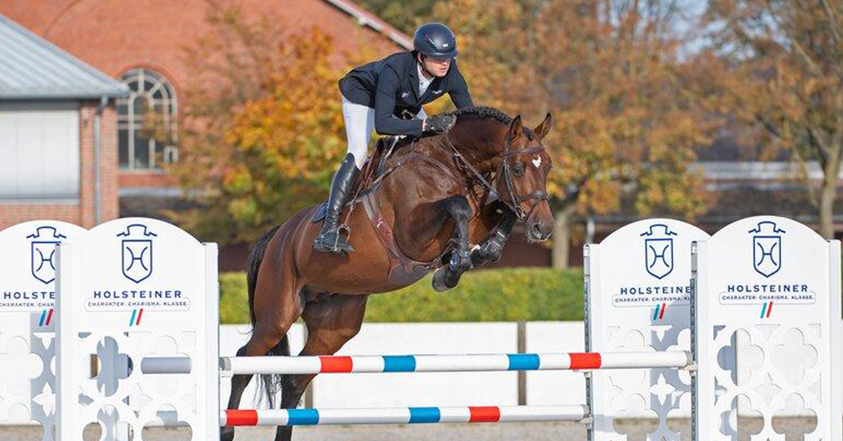 Caballos Warmblood