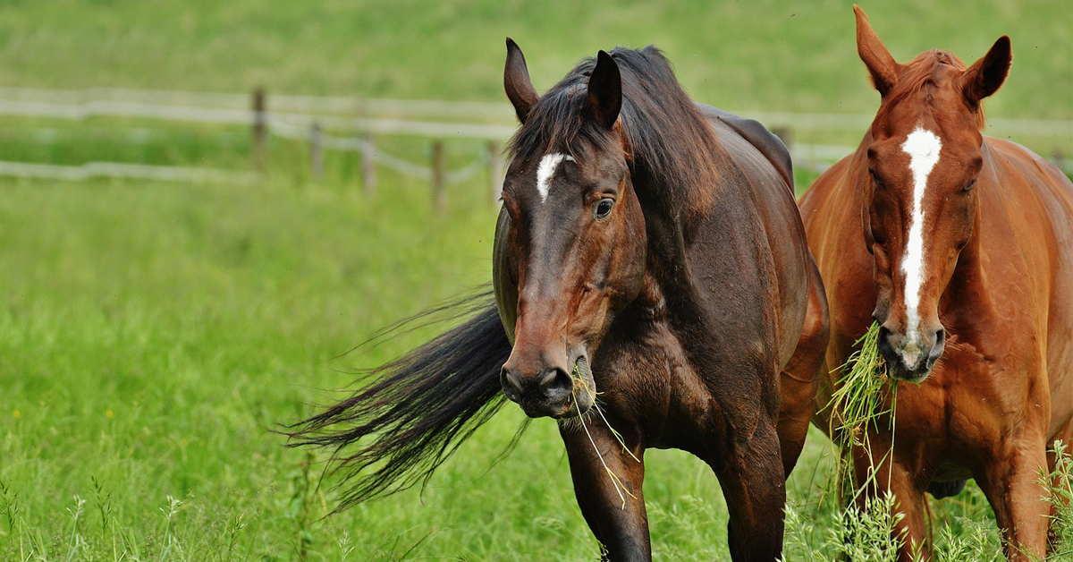 Cómo calcular el peso y la condición corporal del caballo