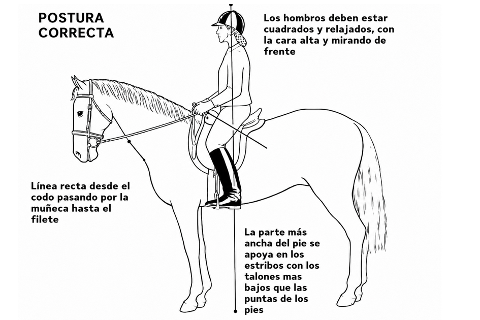 Estabilidad funcional del jinete