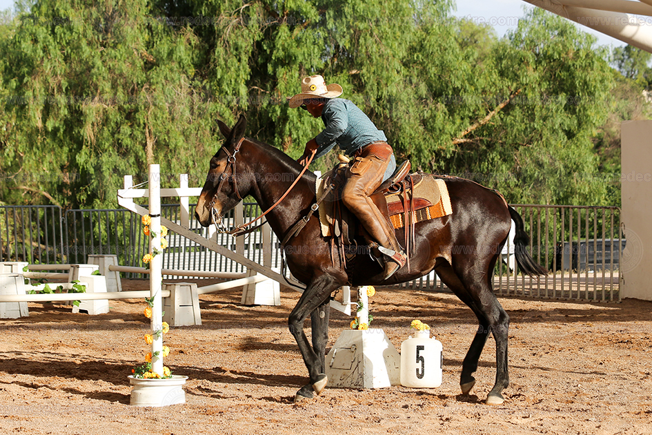 Equitación de Trabajo AMETAC en Aguascalientes