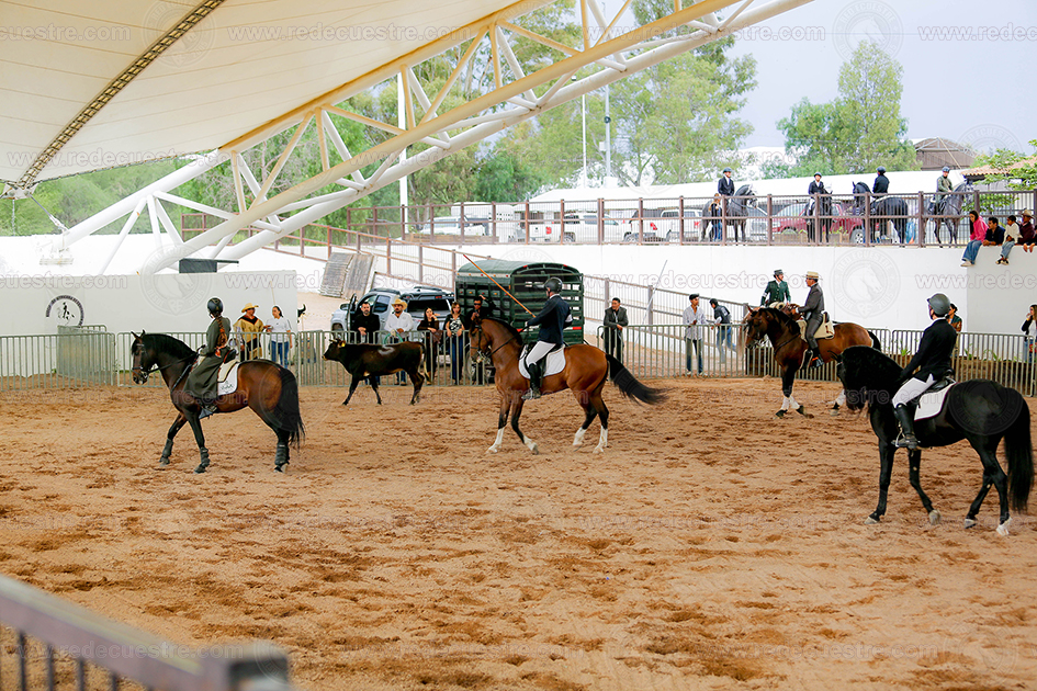 Equitación de Trabajo AMETAC en Aguascalientes