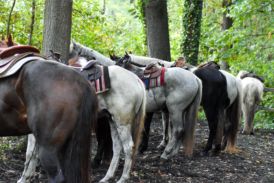 Brenda ¿Y si el problema nunca fue el caballo?