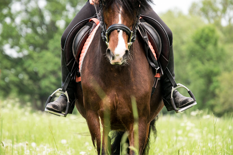 Brenda ¿Y si el problema nunca fue el caballo?