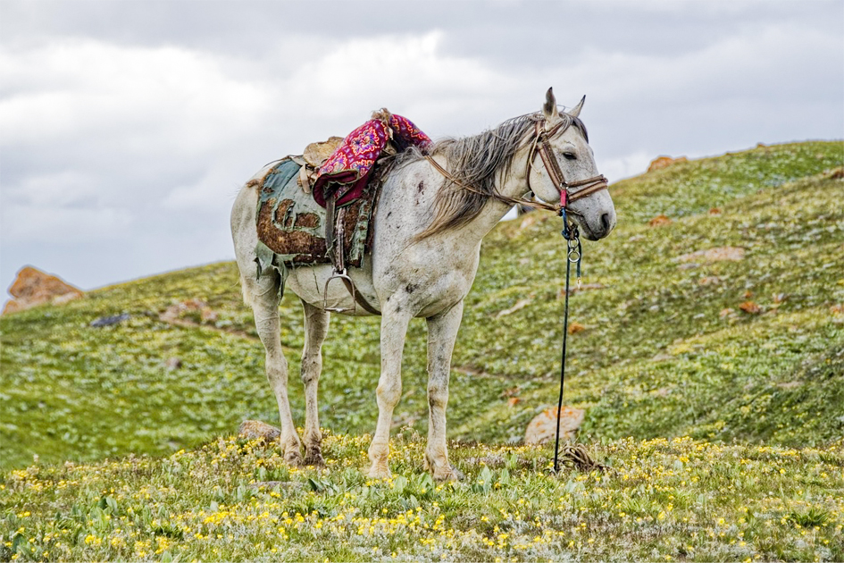 ¿Y si el problema nunca fue el caballo?