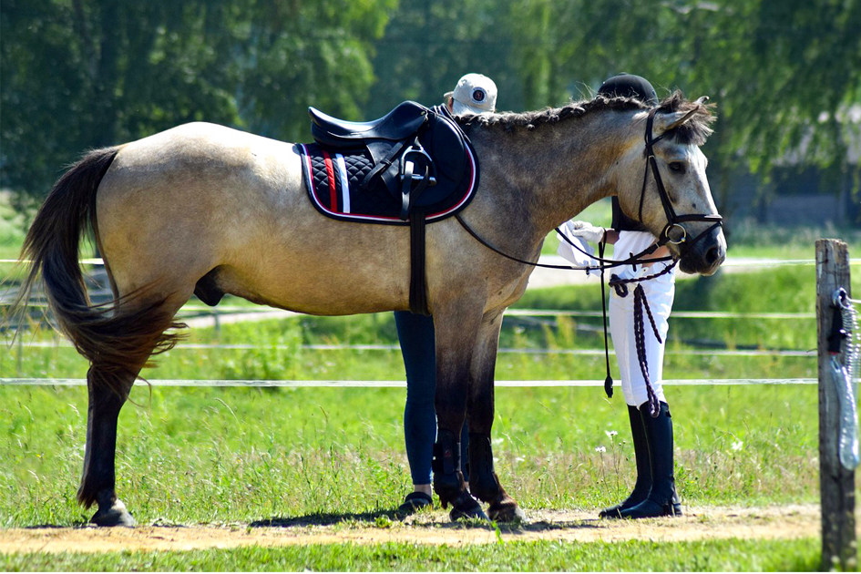 Brenda ¿Y si el problema nunca fue el caballo?