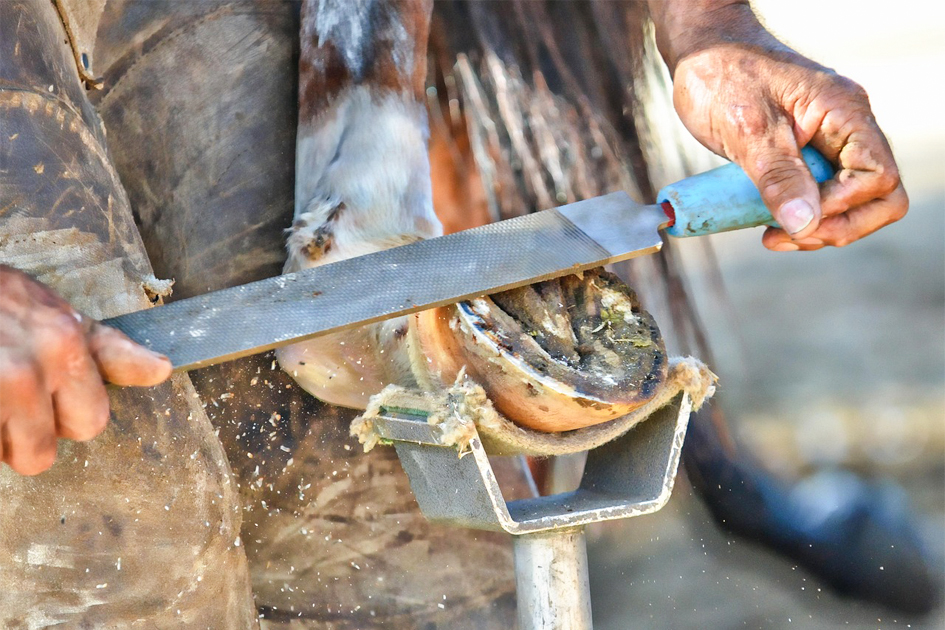 Brenda ¿Y si el problema nunca fue el caballo?