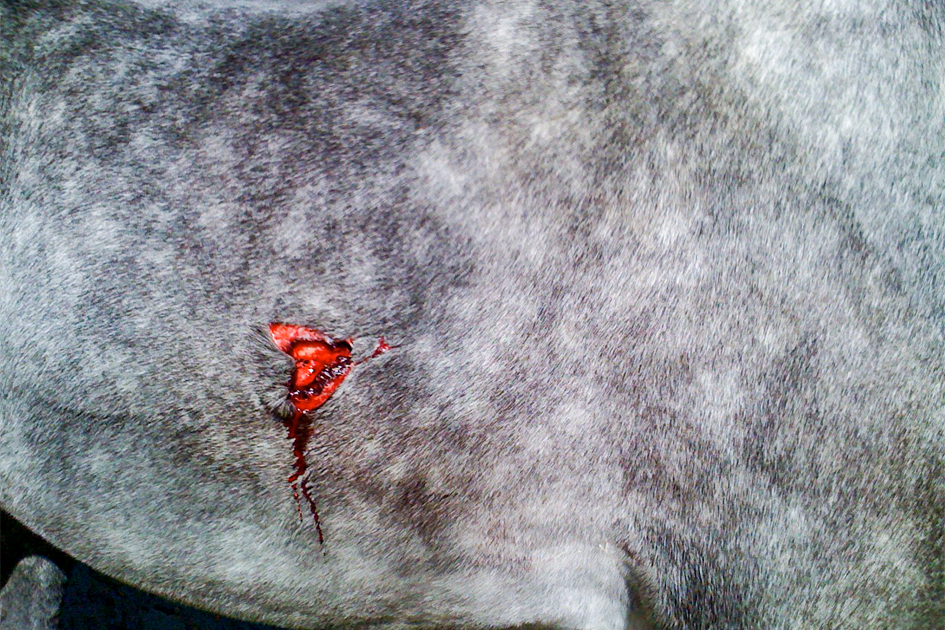 HERIDAS