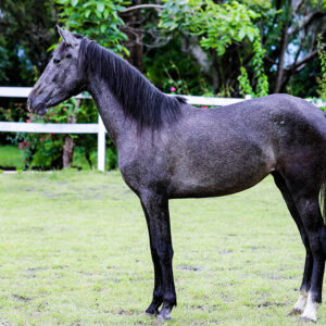 BABIECA potra Española