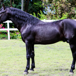 Caballo Pura Raza Española