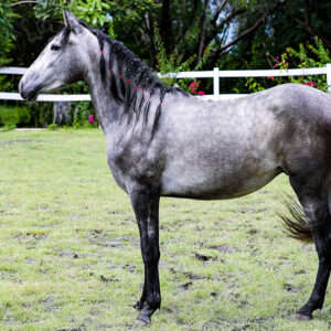 Caballo pura raza Española