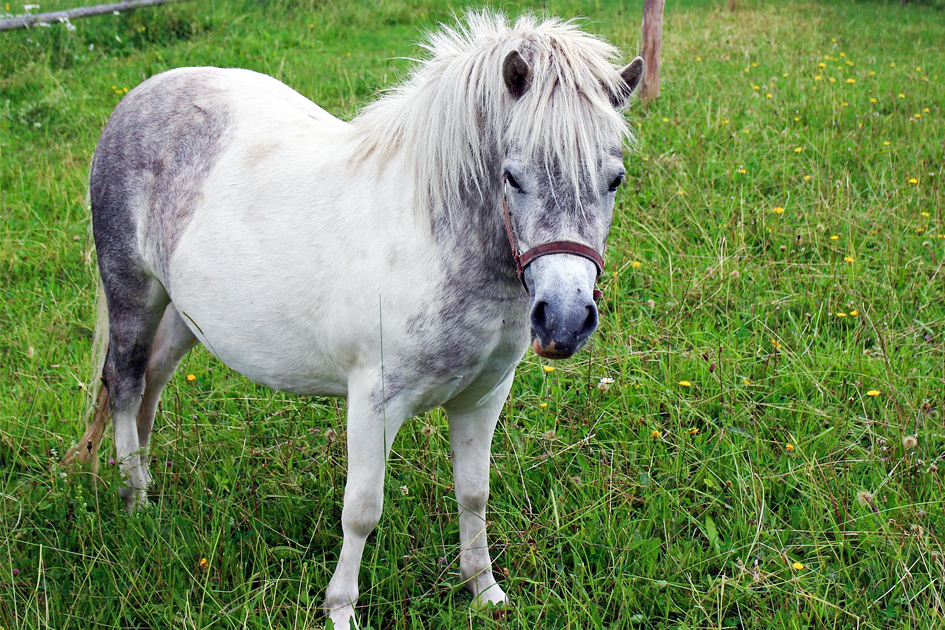 El ajuste de la silla de montar en caballos