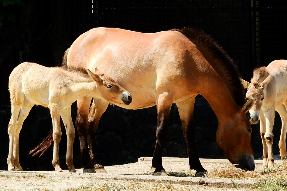 El ajuste de la silla de montar en caballos