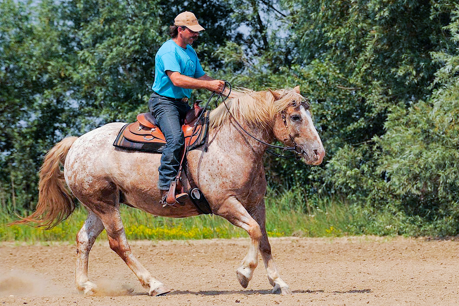 El ajuste de la silla de montar en caballos