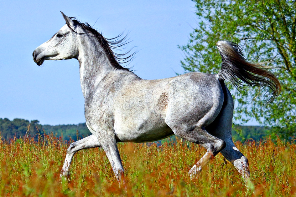 El ajuste de la silla de montar en caballos