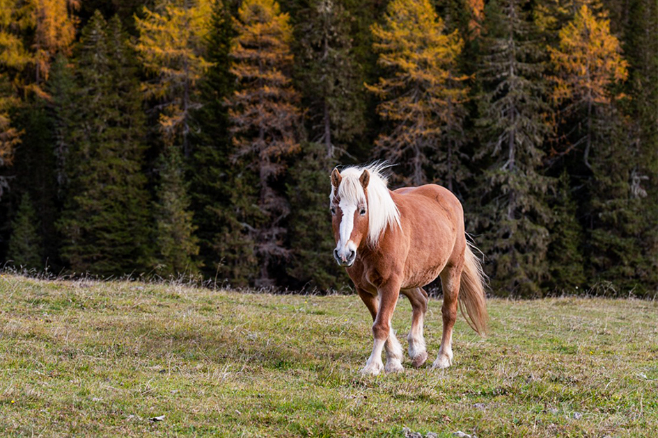 El ajuste de la silla de montar en caballos