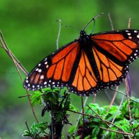 mariposas-monarca-en-el-estado-de-mexico-e1544575469554
